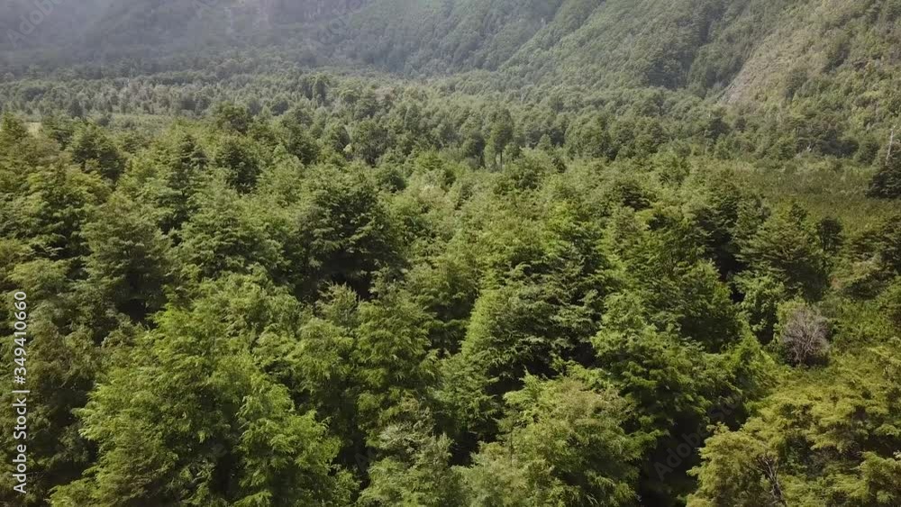 Drone Aerial View of Thick Green Forest in Futaleufu River Valley, Patagonia, Chile Drone Aerial View of Thick Green Forest in Futaleufu River Valley, Patagonia, Chile