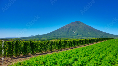 羊蹄山, 風景, 自然, 青空, 山, 青, 頂点, 緑, 草