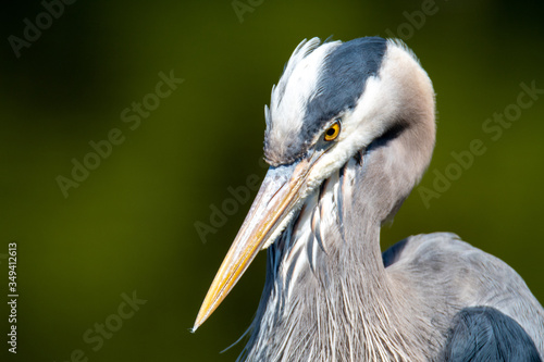 Photographie A closeup of a great blue heron face.   Vancouver BC Canada