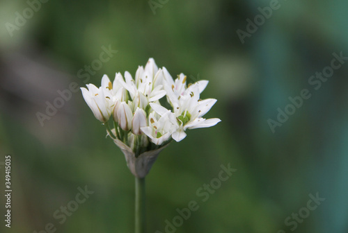 white flower of garlic