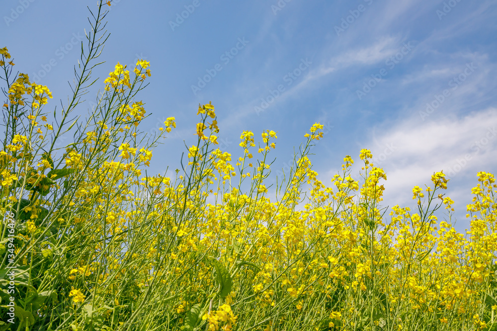 青空と菜の花 青空と菜の花