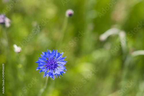 新緑の野に咲く青い花