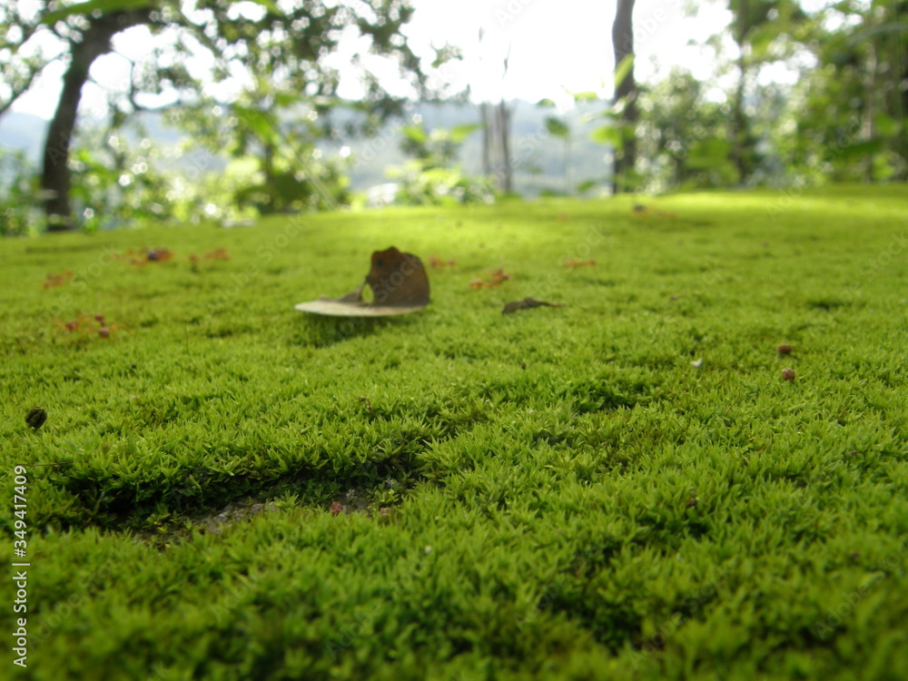 Naklejka premium OLYMPUS DIGITAL CAMERA