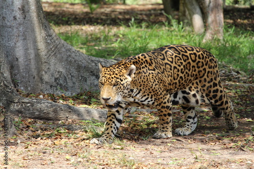 leopard in the zoo