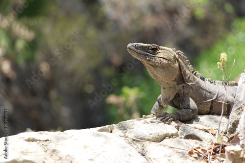 iguana on the rock © fernandocml