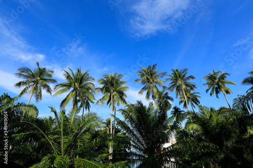 Blue Sky With Some Coconat Tree