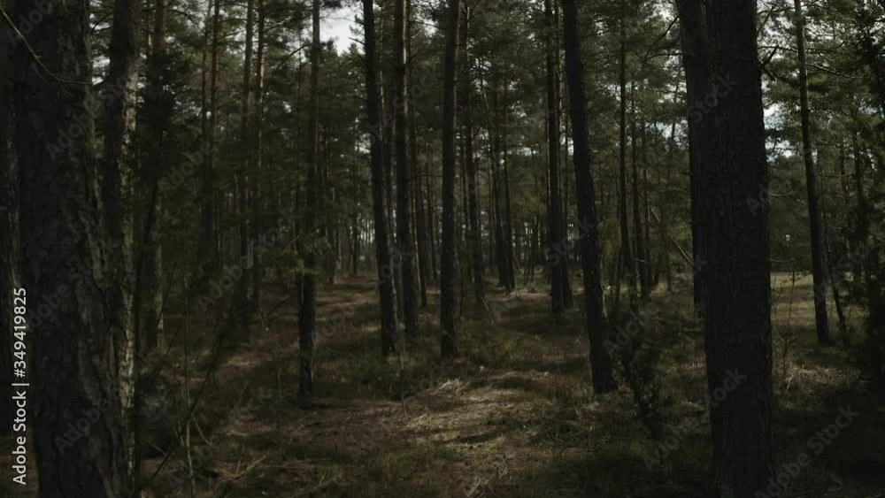 Drone flying between trees in forest. Drone flying between trees in forest.