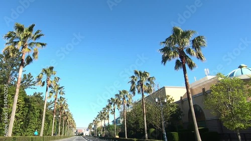 Straight road with palm trees photo