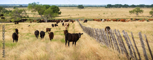 Weaning calves on the beef cattle ranch.  Calves are in the left pasture and cows are in the pasture on the right.