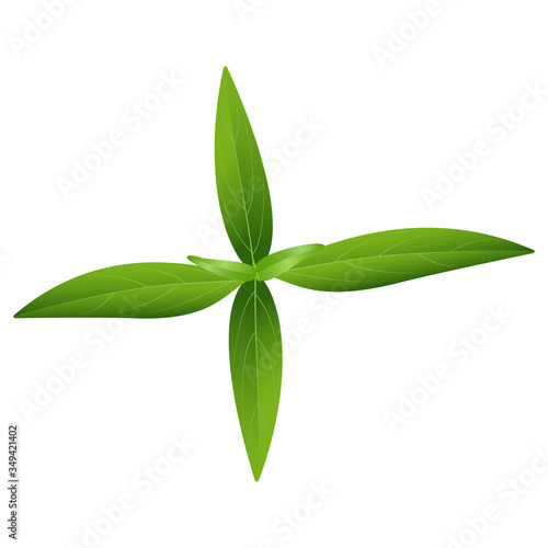 Andrographis paniculata top view, Green Leaves herbs for anti virus and bacteria , vector isolated on white background