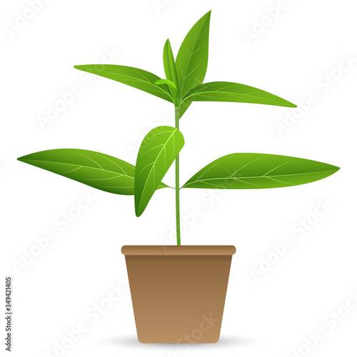Andrographis paniculata in pot, Green Leaves herbs for anti virus and bacteria , vector isolated on white background
