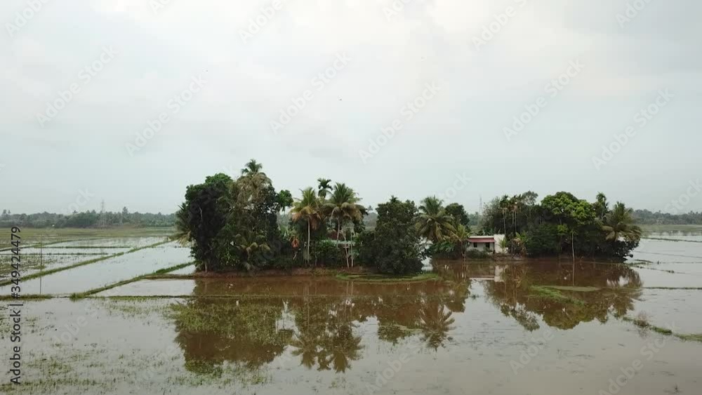 Aerial view of small palm tree forest surrounded by flooded agriculture fields in the tropical landscape of Kerala, India with plam trees reflecting in the calm water. Aerial view of small palm tree forest surrounded by flooded agriculture fields in the tropical landscape of Kerala, India with plam trees reflecting in the calm water.