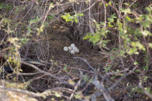 nest of plain quail with eggs