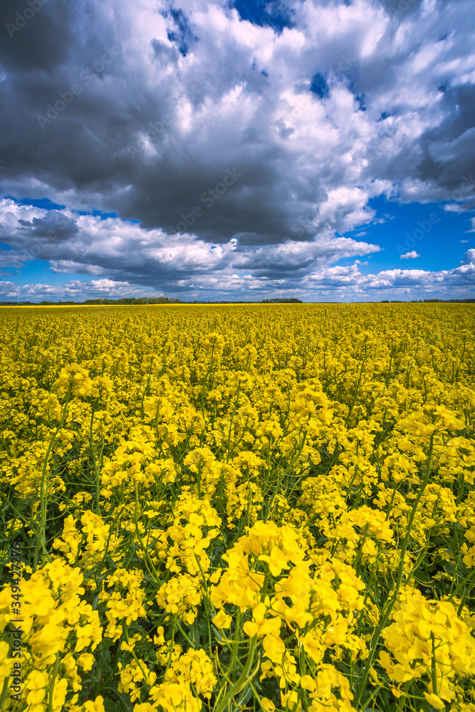 Rape field and blue sky with clouds in summer