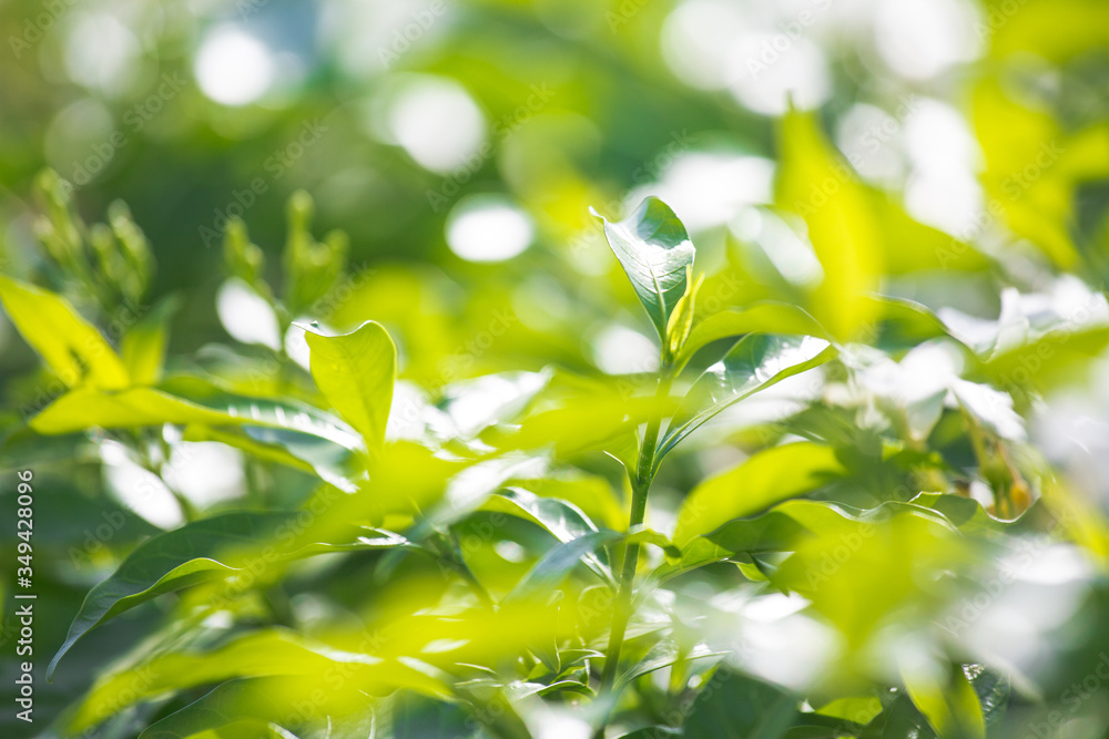 Obraz premium Abstract Nature Background of a Garden Hedge.