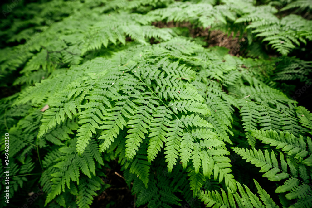 Vivid green texture of lush fern thickets. Beautiful nature background with many fern leaves close-up. Full frame of chaotic wild ferns. Scenic backdrop of rich flora. Chaos of dense ferns thickets. Vivid green texture of lush fern thickets. Beautiful nature background with many fern leaves close-up. Full frame of chaotic wild ferns. Scenic backdrop of rich flora. Chaos of dense ferns thickets.