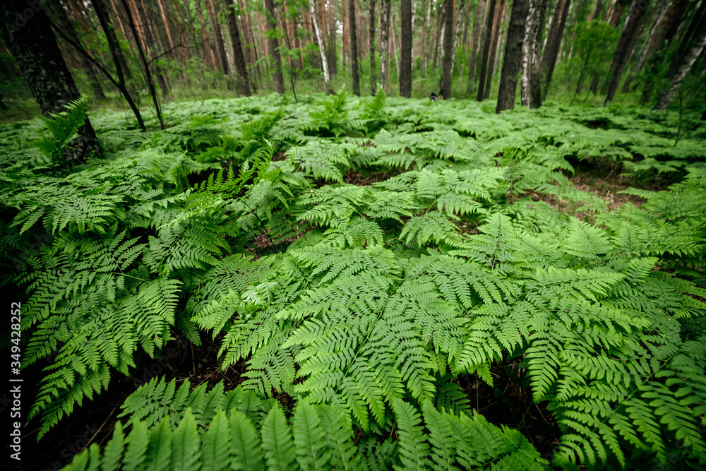 Dense fern thickets close-up. Beautiful nature background with many ferns in scenic forest. Rich greenery among trees. Chaotic wild ferns in forest thicket. Vivid green texture of lush fern leaves. Dense fern thickets close-up. Beautiful nature background with many ferns in scenic forest. Rich greenery among trees. Chaotic wild ferns in forest thicket. Vivid green texture of lush fern leaves.