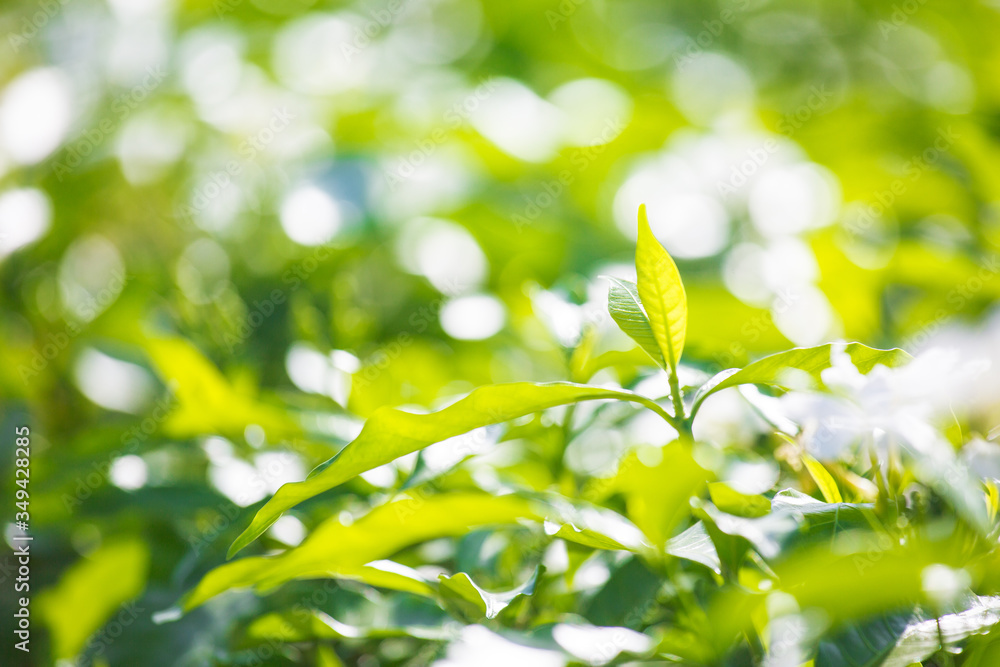 Abstract Nature Background of a Garden Hedge. Abstract Nature Background of a Garden Hedge.