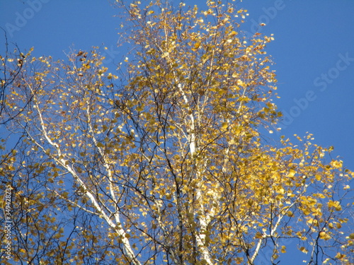 yellow birch against the blue sky in autumn