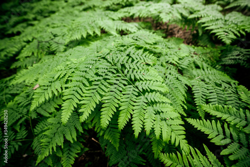 Vivid green texture of lush fern thickets. Beautiful nature background with many fern leaves close-up. Full frame of chaotic wild ferns. Scenic backdrop of rich flora. Chaos of dense ferns thickets.