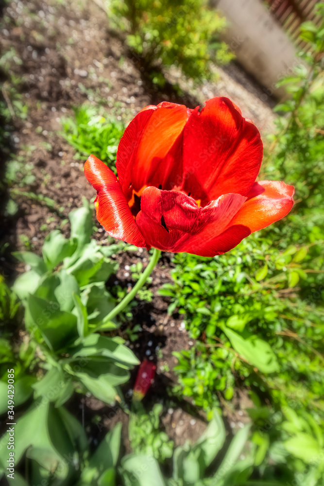 Flower of red poppy close-up how the background