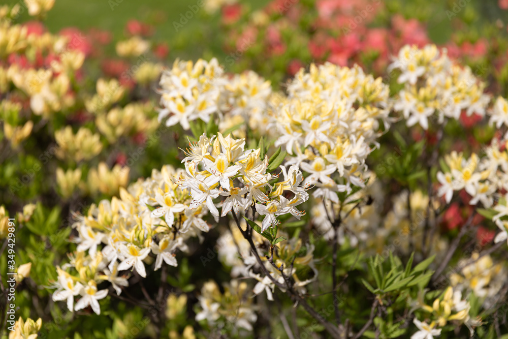 yellow flowers of azalea yellow flowers of azalea