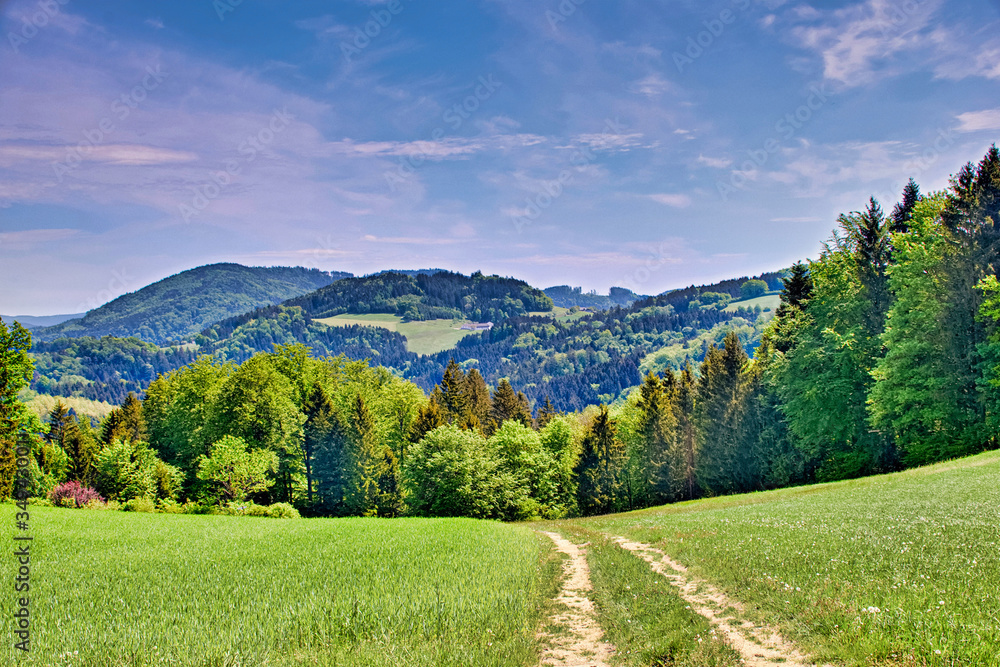 Mountain landscape in the summer