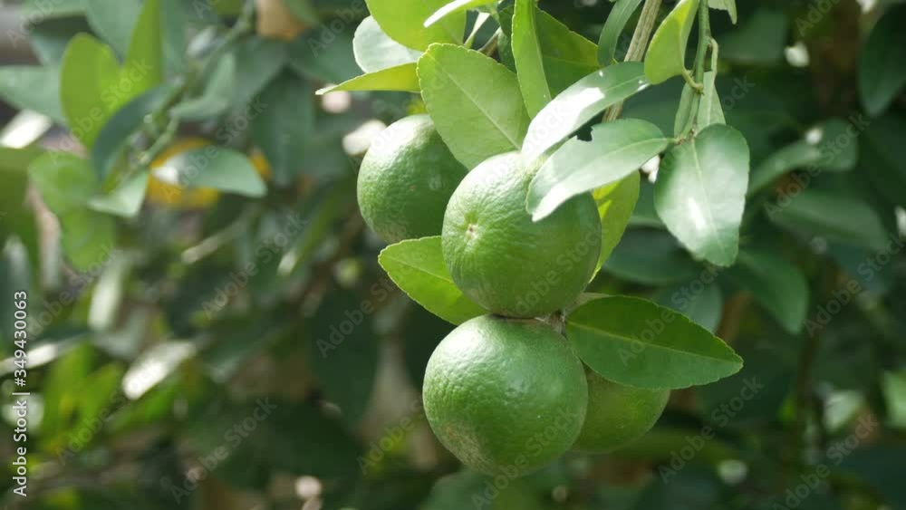 Lime green tree hanging from the branches of it Lime green tree hanging from the branches of it
