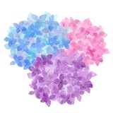 紫陽花　あじさい　水彩風イラスト素材　カラフル