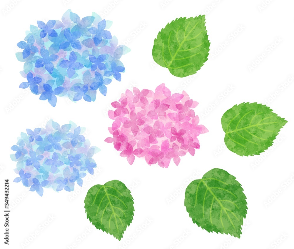 紫陽花 あじさい 花と葉のパーツ 水彩風イラスト素材 青 水色 ピンク Stock Illustration Adobe Stock