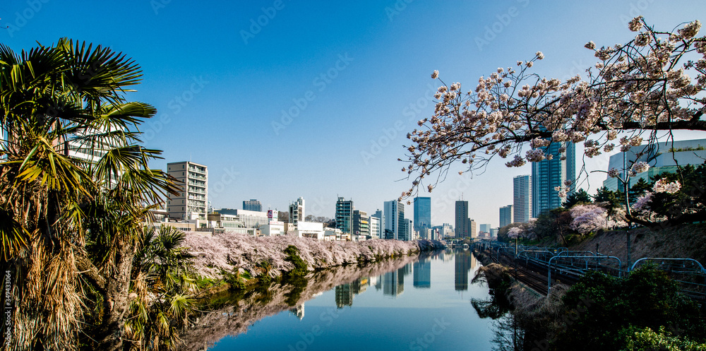 cherry blossom, tree, landscape tokyo japan panorama, water, reflection