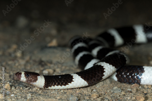 Bandy-bandy (Vermicella annulata) snake. Byron Bay, NSW, Australia.