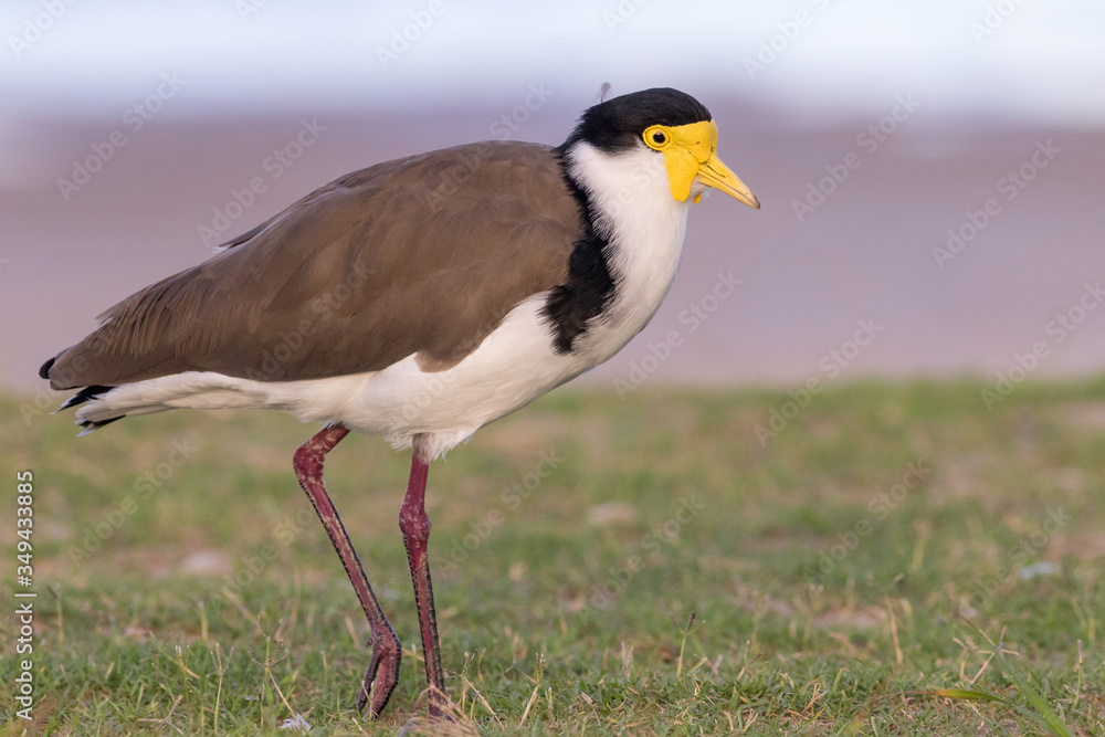 Masked Lapwing or plover (Vanellus miles). Hastings Point, NSW, Australia. Masked Lapwing or plover (Vanellus miles). Hastings Point, NSW, Australia.