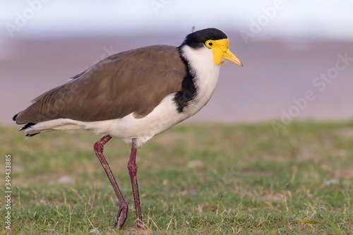Masked Lapwing or plover (Vanellus miles). Hastings Point, NSW, Australia. © Trent Townsend