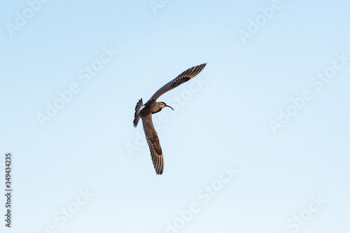 チュウシャクシギ飛翔(Whimbrel) © sandpiper