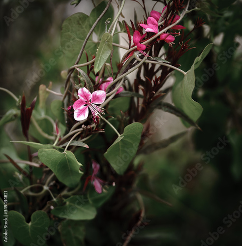 Wallpaper Mural gaura belleza Torontodigital.ca