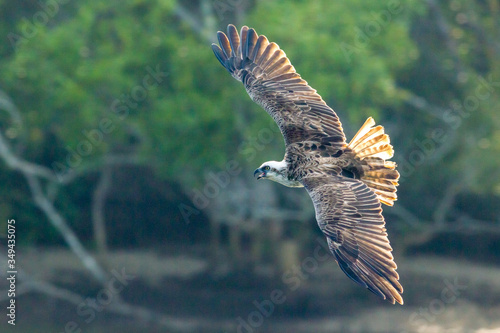 Eastern Osprey (Pandion haliaetus) in flight. Kingscliff, NSW, Australia.