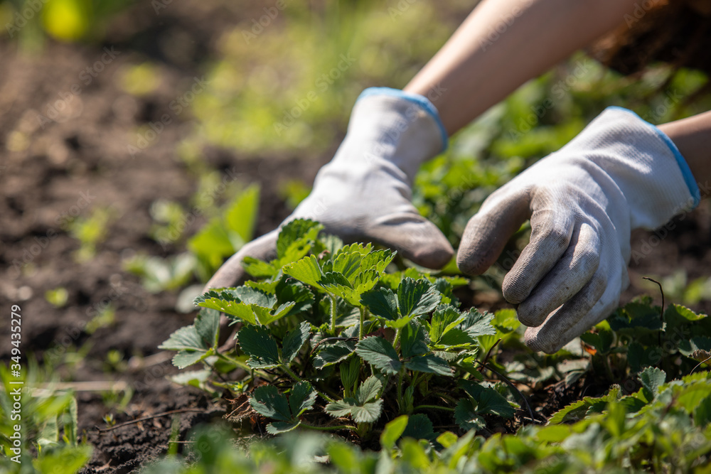 Gardener girl handles bush of strawberries in the garden. Weed control, planting flowering strawberries bush. Spring gardening. Gardener girl handles bush of strawberries in the garden. Weed control, planting flowering strawberries bush. Spring gardening.