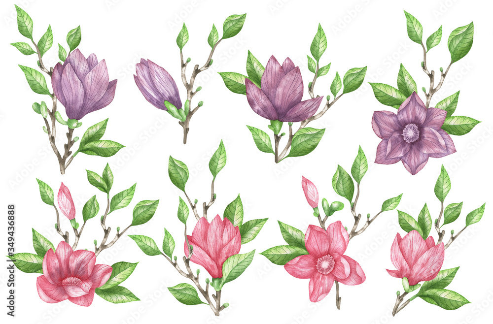 Set magnolia branches Set magnolia branches