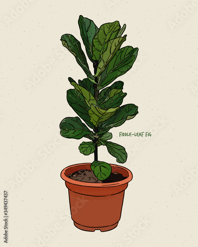 Ficus lyrata, commonly known as the fiddle-leaf fig, hand draw sketch vector.