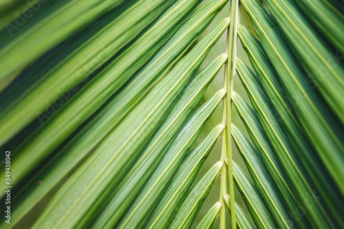 Palm leaf close-up. Fresh green color.