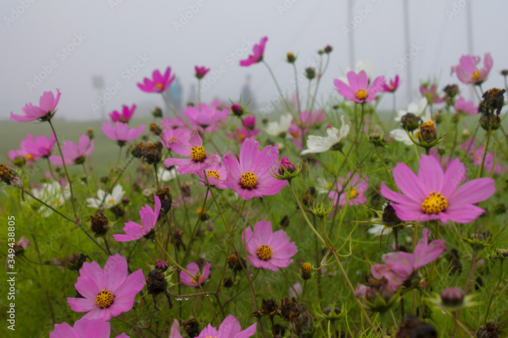 Obraz premium pink flowers in the field