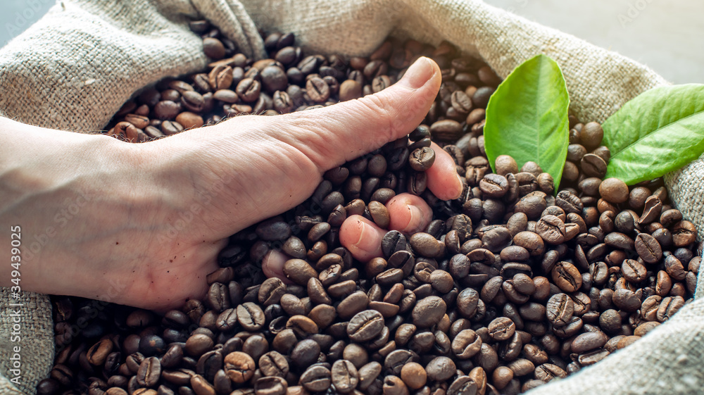 Fototapeta premium Hand hold a handful of roasted coffee beans over a full burlap of coffee.