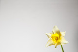 Yellow daffodil on a white background.
