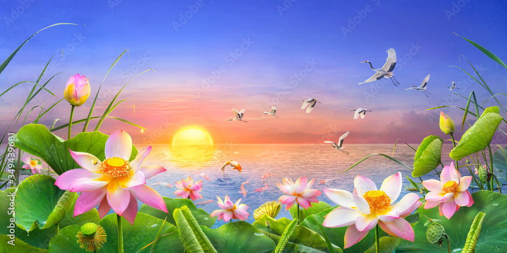 Beautiful lotus flower blooming as the sun rises in the it's raining with a koi carp fish Jumping and red crowned crane flying through, Which is auspicious feng shui - obrazy, fototapety, plakaty 