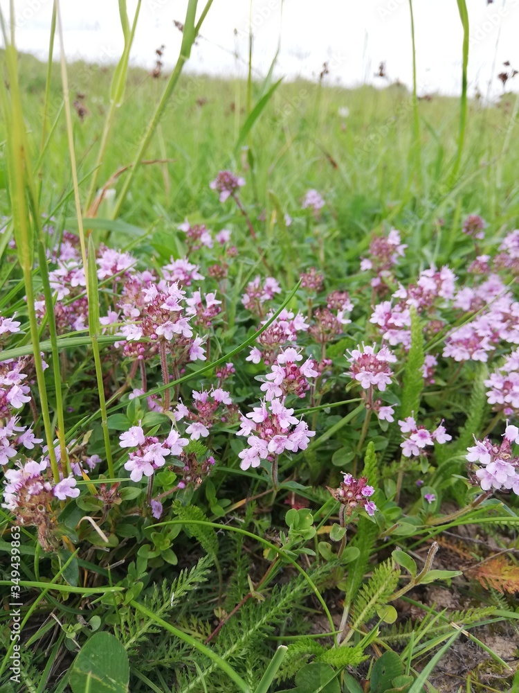 Fototapeta premium pink flowers in the grass