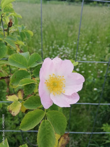 pink flowers in the garden