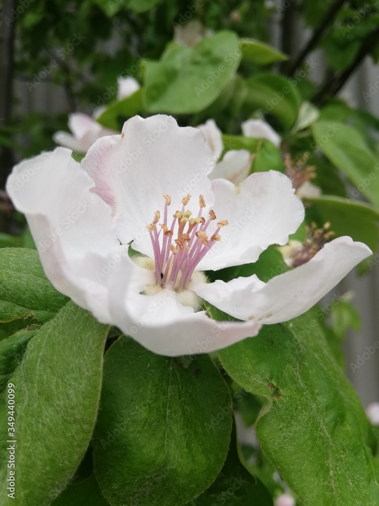 Obraz premium Quince flower