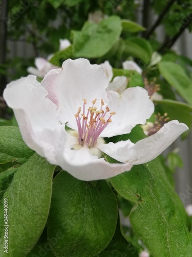 Quince flower