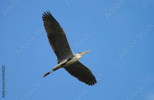 A grey Heron flies with its wings spread against the blue sky